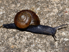 Mesomphix rugeli