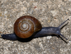 Mesomphix rugeli