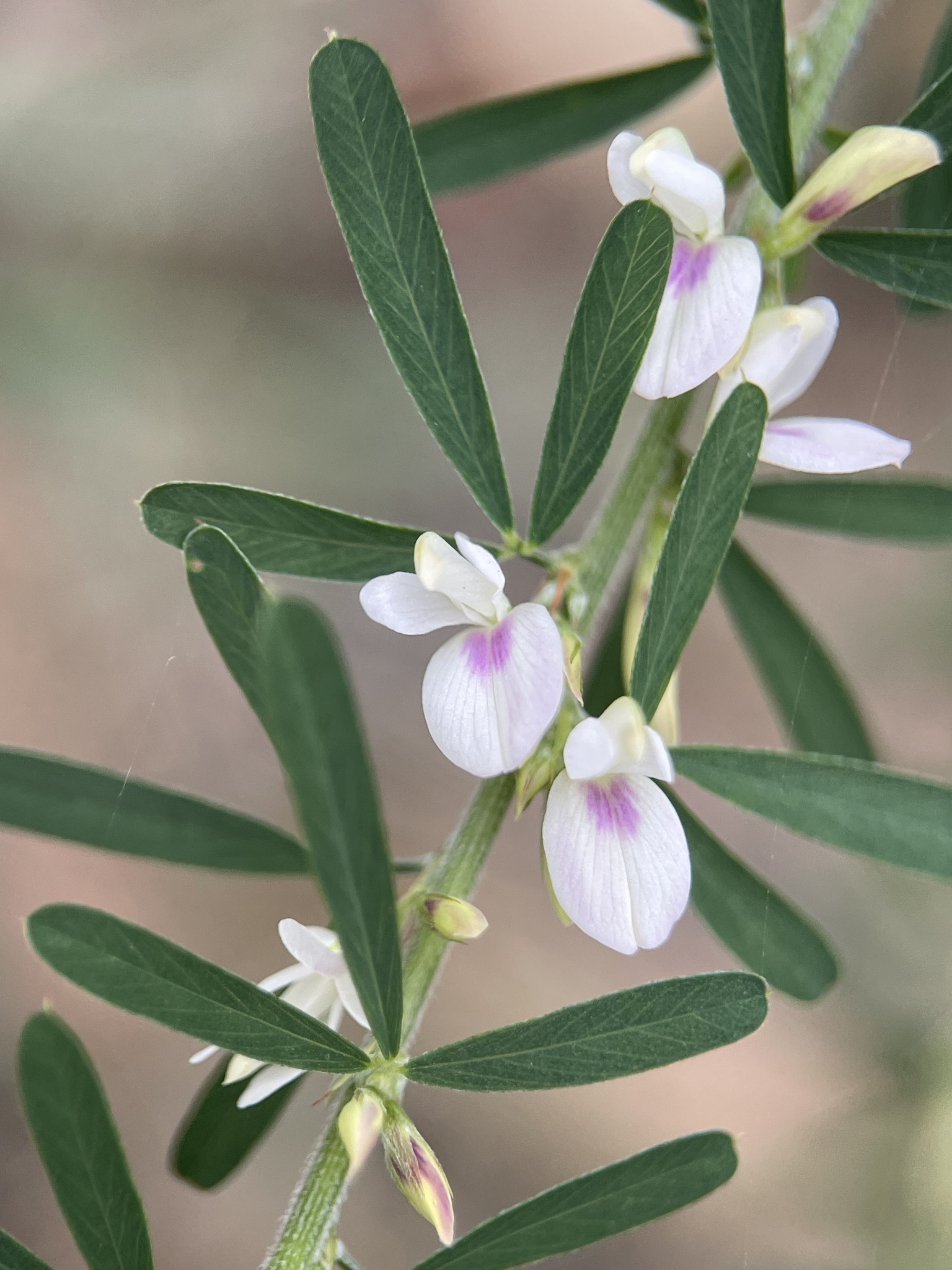 Lespedeza juncea