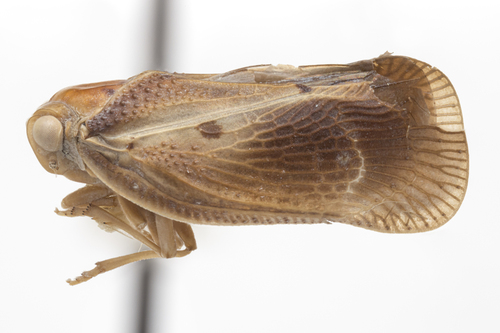 Ilesia anguillana