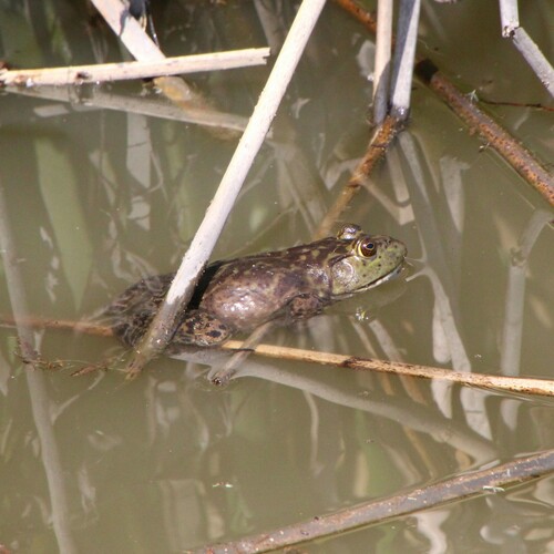 iNaturalist observation photo of American Bullfrog