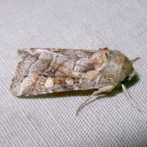 Lacinipolia triplehorni