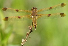 Libellula semifasciata