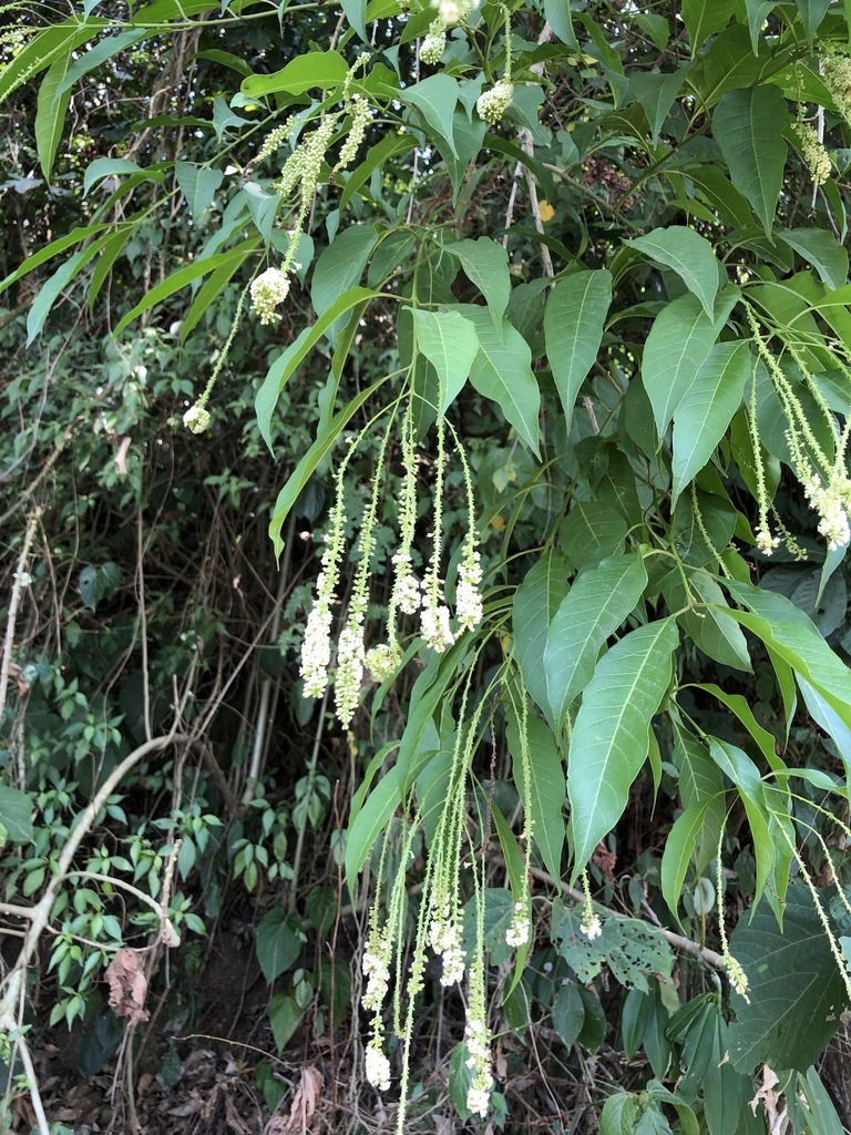 Citharexylum donnell-smithii from Nahualá, GT-SO, GT on February 25 ...