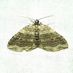 Anticlea multiferata