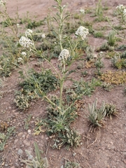 Lepidium thurberi