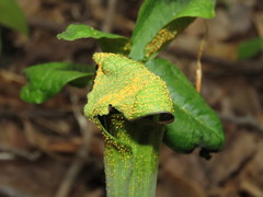 Uromyces ari-triphylli