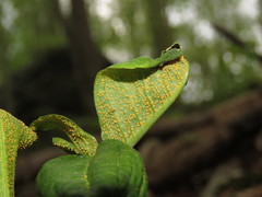 Uromyces ari-triphylli