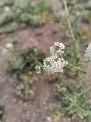 Lepidium thurberi