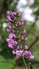 Lonchocarpus punctatus