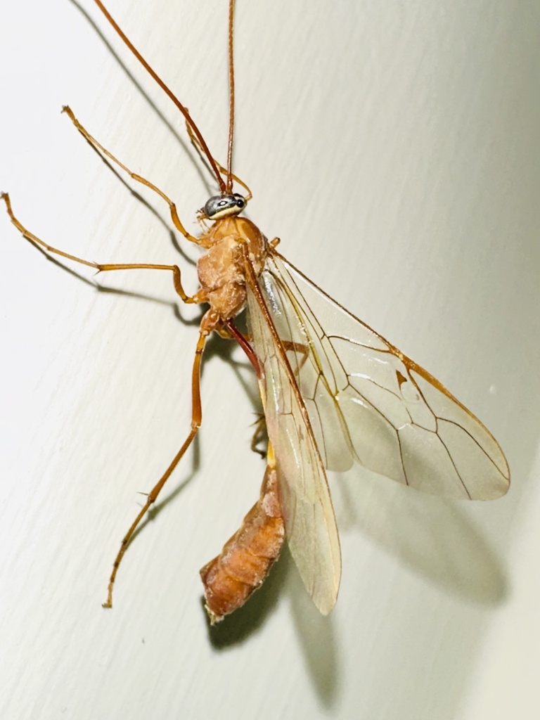 Enicospilus biimpressus