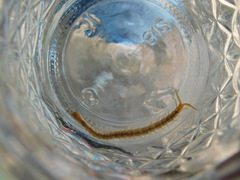 Arthrorhabdus pygmaeus