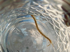 Arthrorhabdus pygmaeus