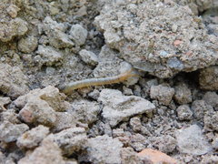 Arthrorhabdus pygmaeus