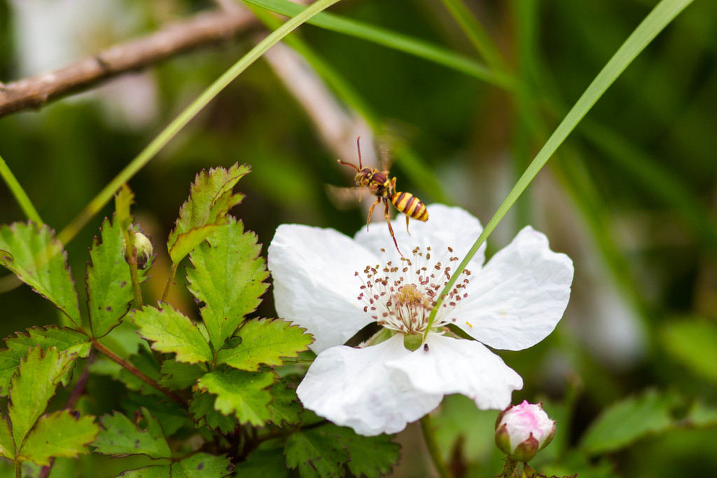 Imbricate Cuckoo Nomad Bee