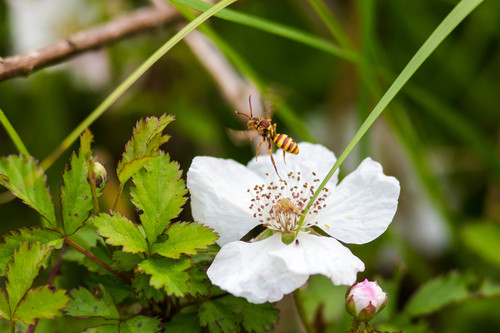 Imbricate Cuckoo Nomad Bee