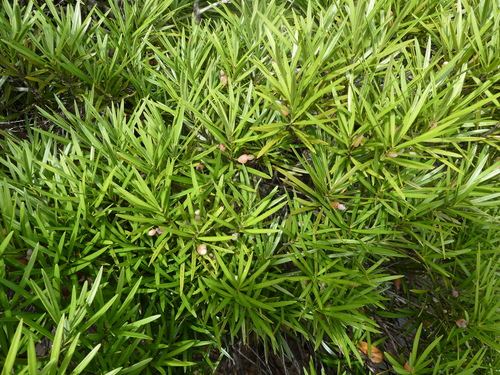 Podocarpus novae-caledoniae observed 2024-03-08