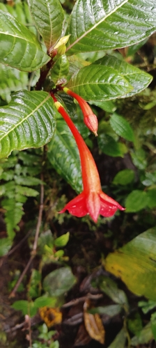 Fuchsia macrostigma (Fuchsia macrostigma)