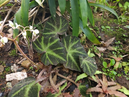 Foto de Begônia encourada