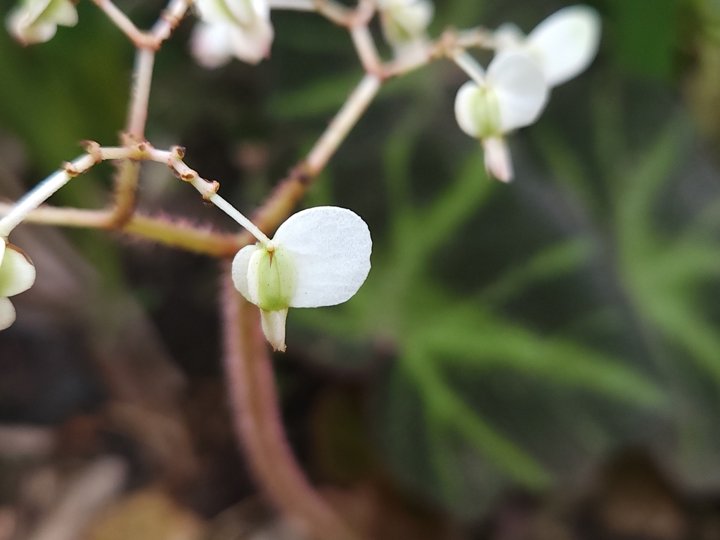 Foto de Begônia encourada