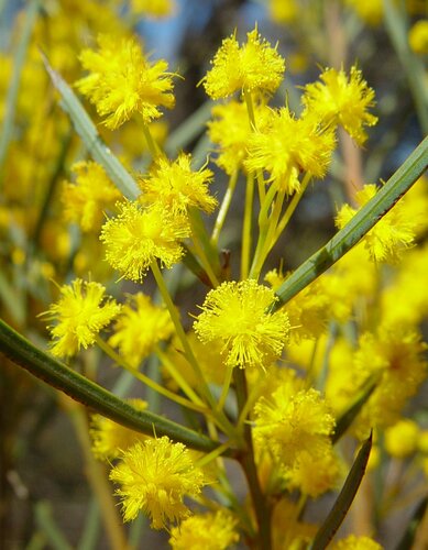 Prain's Wattle (Acacia prainii)