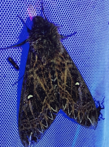 Euryglottis guttiventris