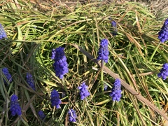 Muscari armeniacum