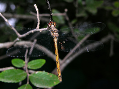 Macrothemis inacuta