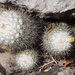 Mammillaria scrippsiana schumacheri - Photo (c) Sindy Monserrat Cortes Echeagaray,  זכויות יוצרים חלקיות (CC BY-NC), הועלה על ידי Sindy Monserrat Cortes Echeagaray