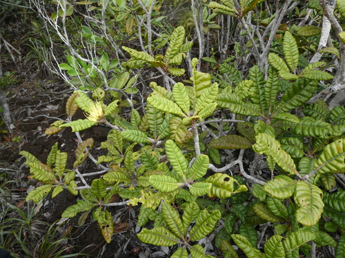 Xanthostemon sulfureus observed 2024-03-08
