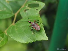 Rhynocoris marginellus