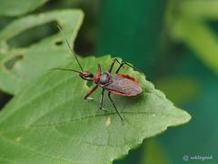 Rhynocoris marginellus