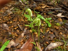 Pterostylis microphylla