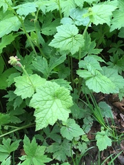 Harry Podschwit, CC BY, iNaturalist via GBIF Tolmiea menziesii, photograph Harry Podschwit, CC BY, iNaturalist via GBIF
