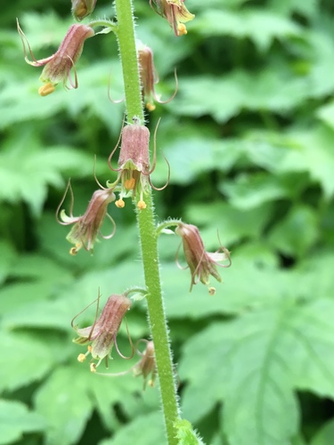 Tolmiea menziesii, photograph 1