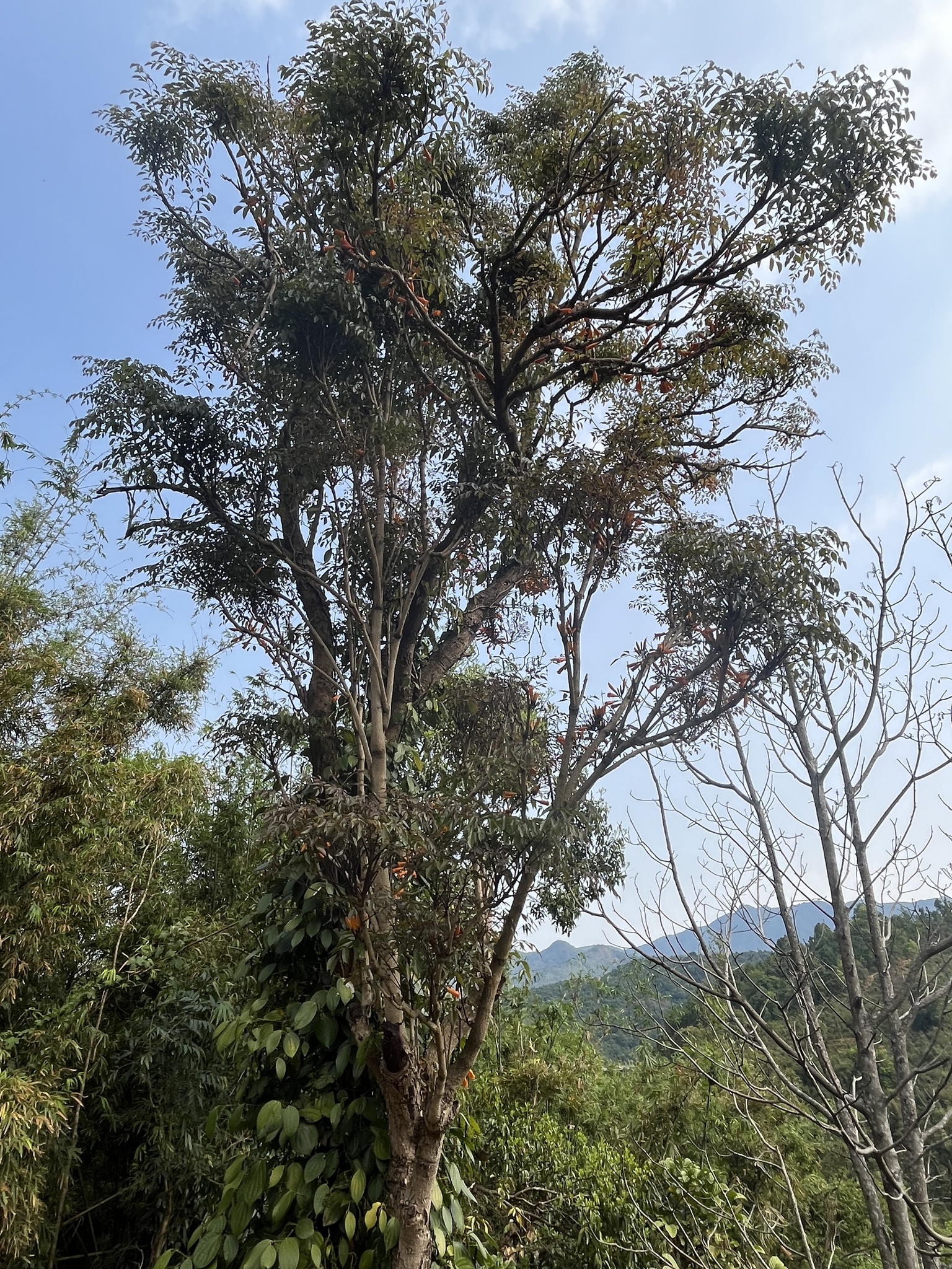 Radermachera ignea — ảnh 3