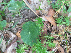 Hydrocotyle umbellata