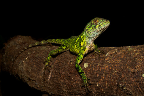 Brazilian Fathead Anole