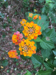 Lantana camara image