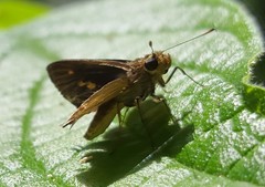 Parphorus pseudecorus