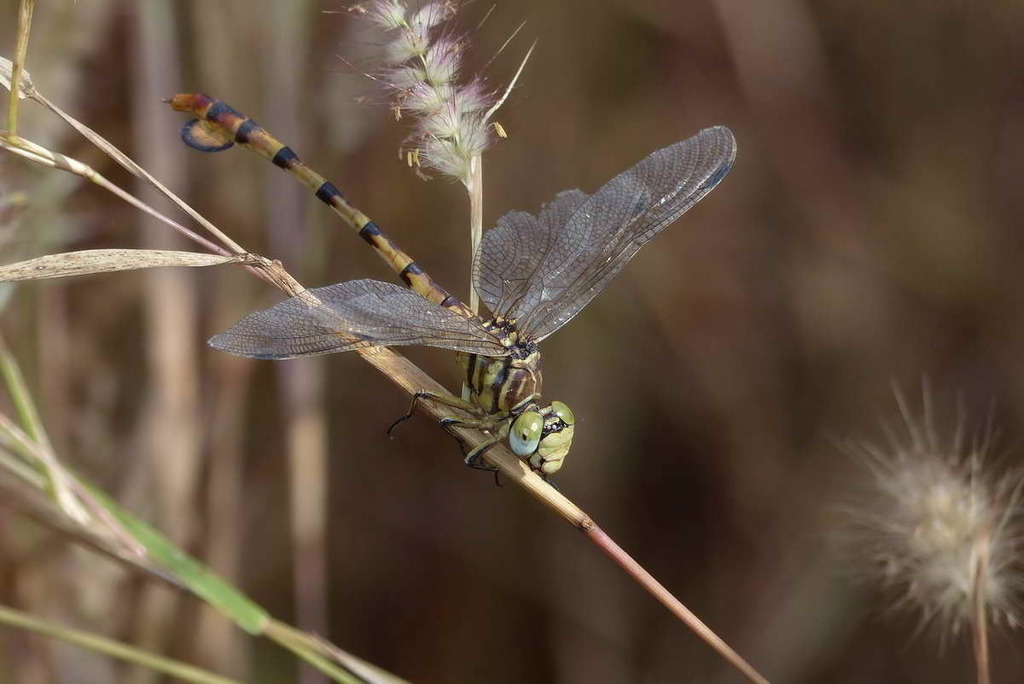 Leaftails