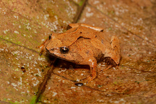 Cycloramphus parvulus