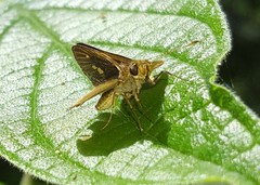 Parphorus pseudecorus