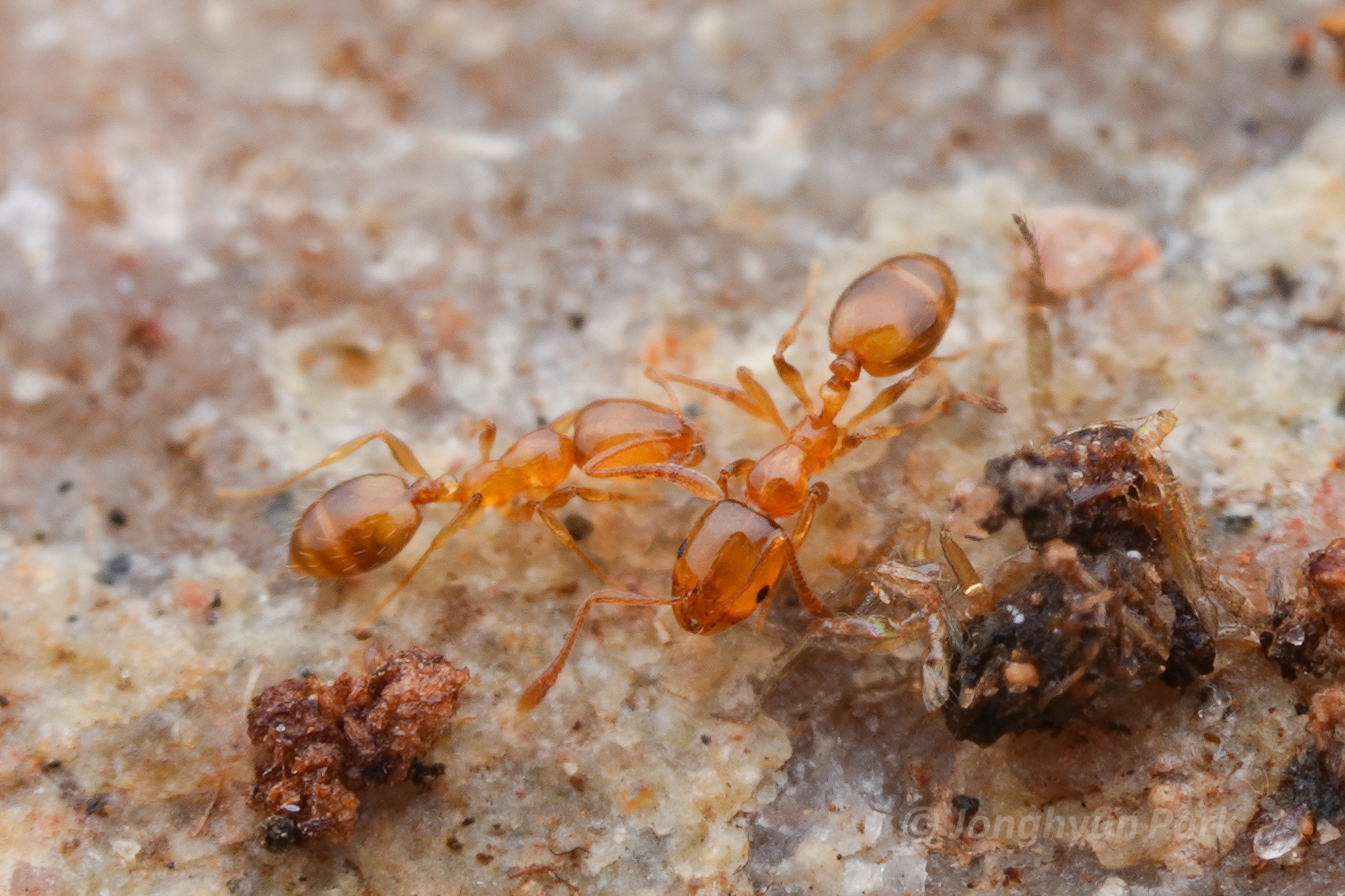 Monomorium tablense