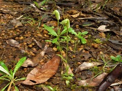 Pterostylis microphylla