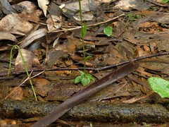 Pterostylis microphylla