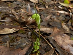 Pterostylis microphylla