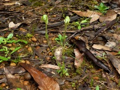 Pterostylis microphylla