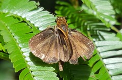 Parphorus pseudecorus