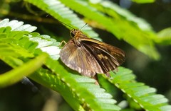 Parphorus pseudecorus